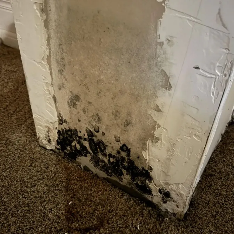 Professional Mold Removal in West Bountiful, UT